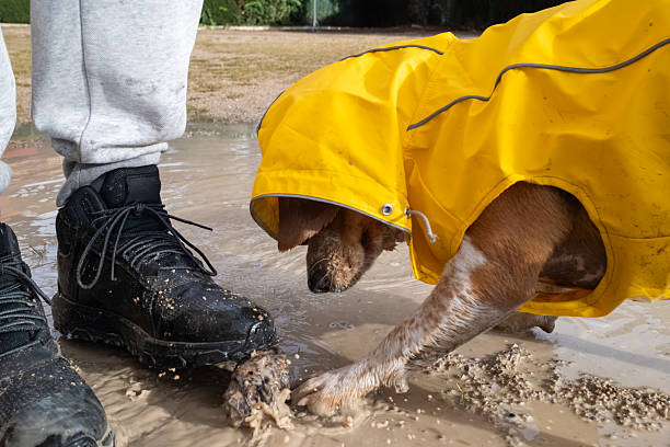 Playful dog in a yellow raincoat splashing in a muddy puddle beside its owner’s muddy boot, enjoying wet, messy outdoor fun during a rainy walk in nature