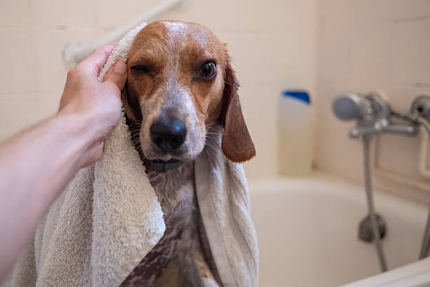 istock Hand drying funny wet dog with towel after bath 2252891910