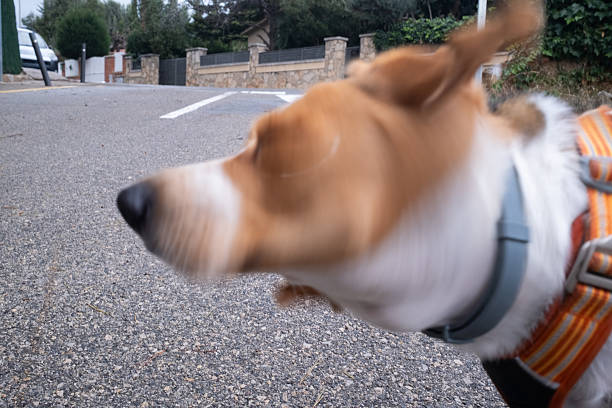 Head-on capture of tan-and-white dog sprinting along a residential street with motion blur, wearing orange harness and gray collar, energetic and playful outdoor scene