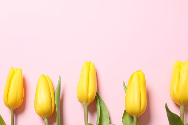 istock Beautiful fresh tulips on color background 2252892096