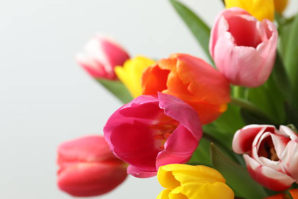 istock Beautiful fresh tulips on light background 2252892132