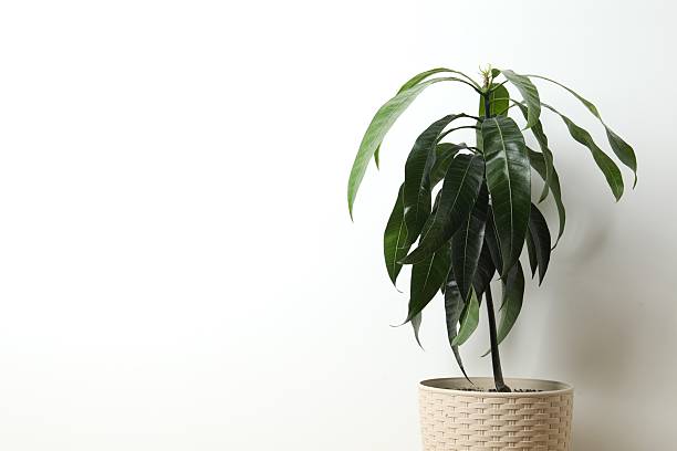 istock Sprouted mango seeds at home. Mango sprout in a pot. Close-up. 2252892322