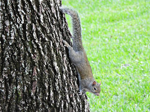 Gray Squirrel - profile