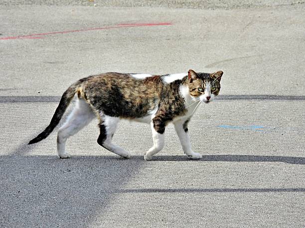 Feral cat walking on a sidewalk