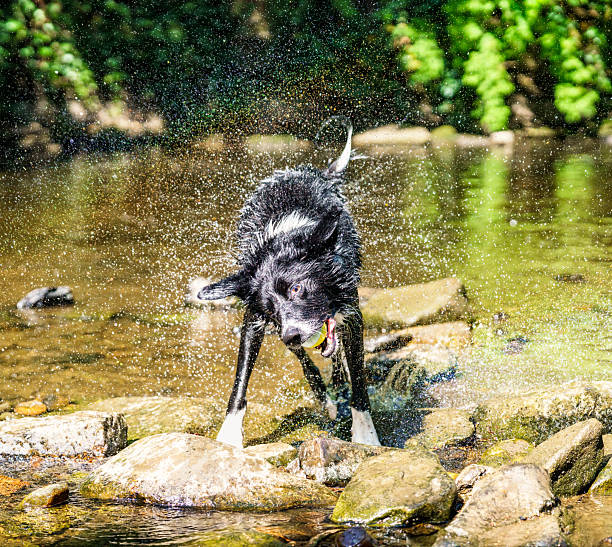 A border collie shaking off water while playing fetch in a Scottish river.