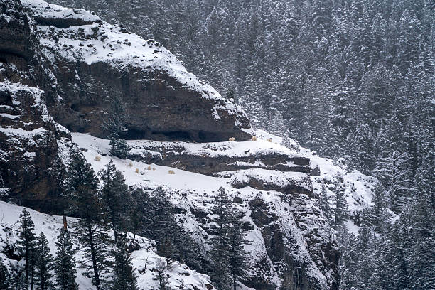 A group of mountain goats stand on snow covered rocks.