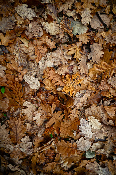 Dry oak leaves creating a natural brown and rustic background texture