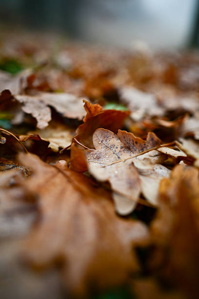 Brown fall oak leaves lying on the forest floor with water drops