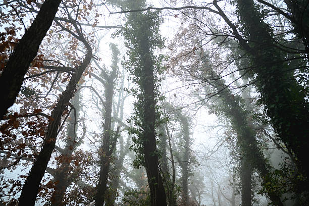 Foggy forest scene with ivy-covered trees, some displaying autumn leaves on a moody day