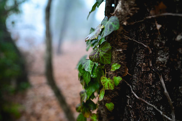 Ivy leaves with water drops growing on a tree trunk in a misty, moody forest