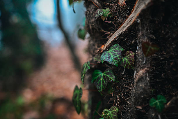 Ivy leaves clinging to rough tree bark creating a natural pattern