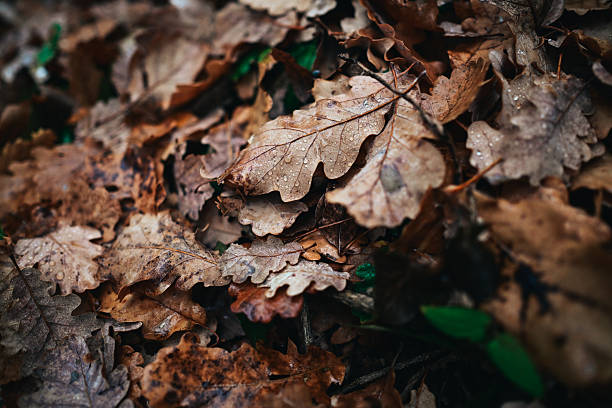 Fallen oak leaves with raindrops creating a natural autumn background