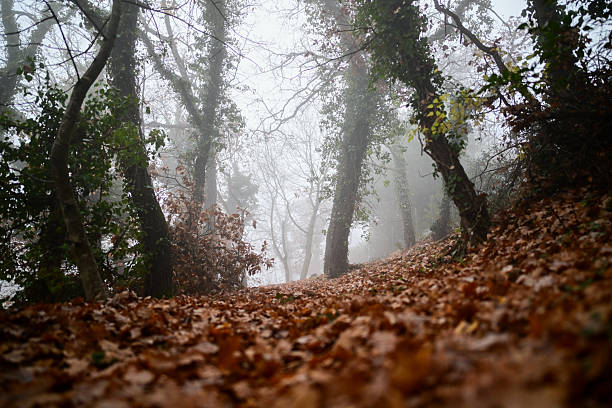 November fog in park