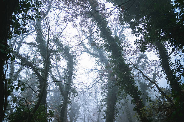 The Black Forest in Germany with fog.