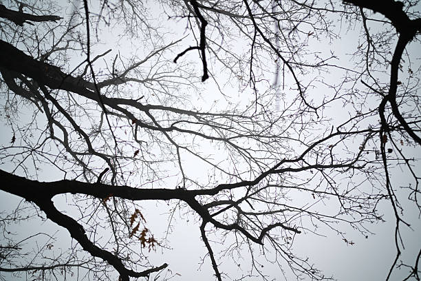 Bare tree branches reaching upwards, creating a silhouette against a gray, foggy sky