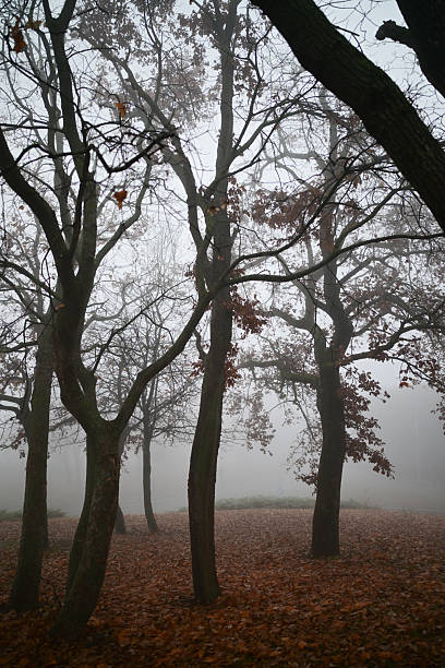 Foggy autumn woods with bare trees and brown fallen leaves covering the ground