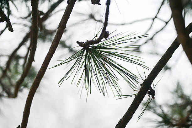 Pine tree needles showing texture and water drops against a blurred background