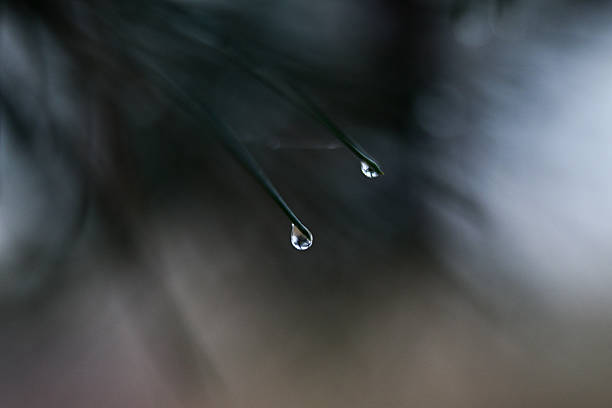 green fir tree branch with water drops on a rainy spring or summer morning on a green natural background
