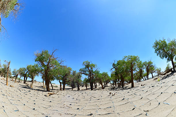 The withered trees in the desert