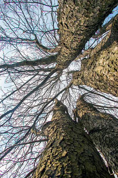 Silhouette tree in blue sky