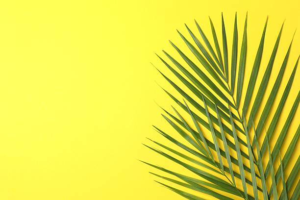 istock Green palm leaves on color background, space for text 2252900080