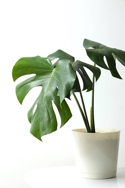 istock Green monstera in a flowerpot on the table 2252900980