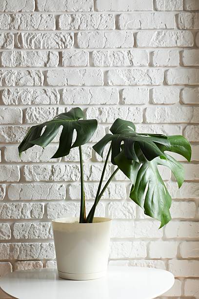 istock Green monstera in a flowerpot on the table 2252901122