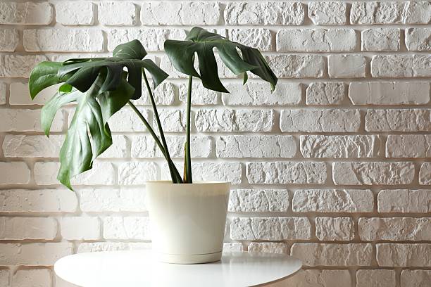 istock Green monstera in a flowerpot on the table 2252901126