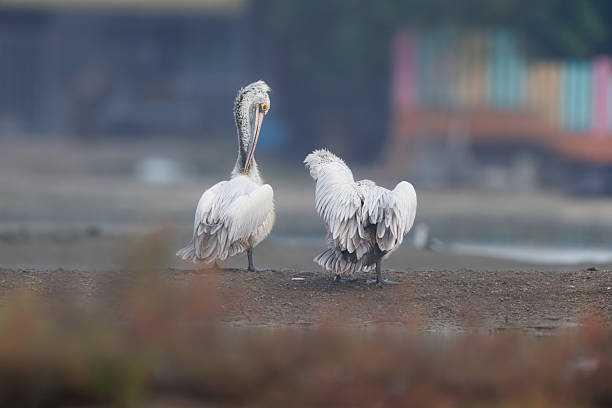 Two spot-billed pelicans standing on a muddy riverbank near water, featuring textured feathers and a quiet natural habitat, ideal for wildlife and conservation concepts.