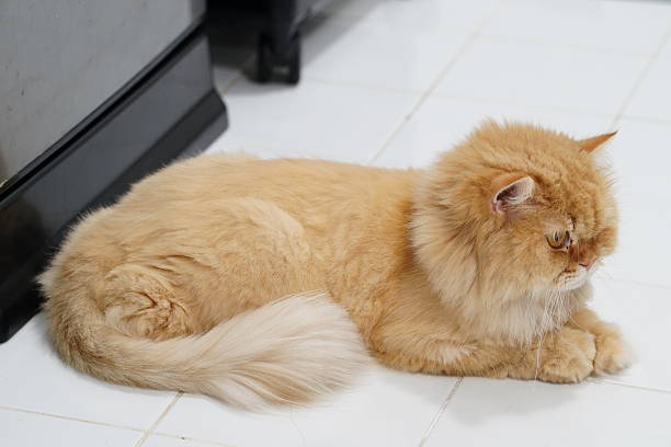 istock Fluffy orange cat resting peacefully on a white tiled floor in a cozy indoor setting, showcasing its beautiful fur and serene expression 2252903603