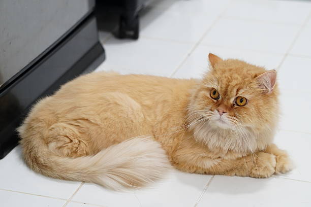 istock Fluffy orange cat lounging on a clean white floor with a relaxed expression, showcasing beautiful eyes and soft fur, a perfect domestic pet portrait. 2252903605