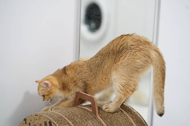 istock Playful ginger cat stretching on a textured scratching post in a bright indoor environment featuring a mirror and a washing machine in the background 2252903703