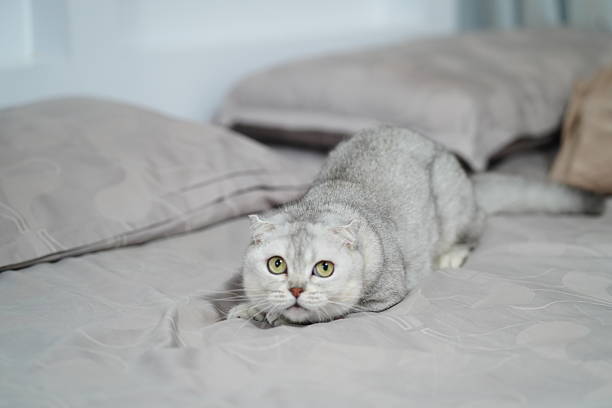A charming gray cat with distinctive ears prepares to pounce on a soft bedspread, creating a playful atmosphere in a cozy indoor setting full of warmth.
