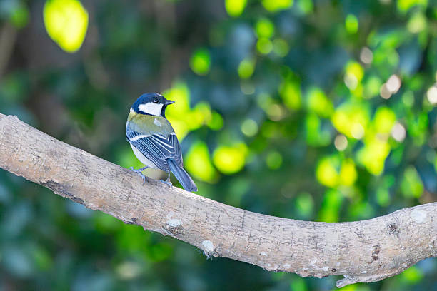 istock Great tit perched on a tree branch in the forest 2252904060