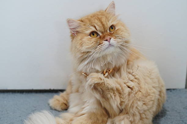 istock Cute fluffy ginger cat with expressive eyes and playful demeanor sitting on floor, showcasing beautifully groomed fur and charming personality 2252904110