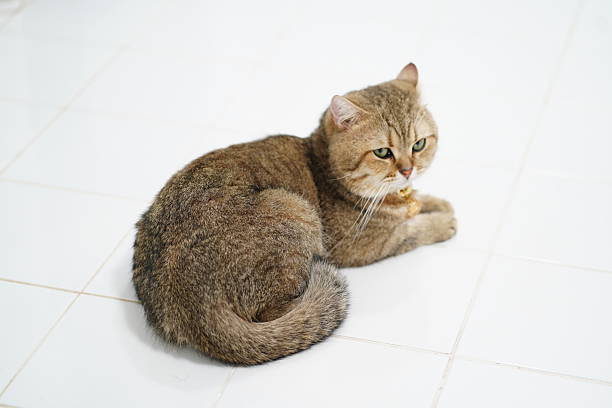 A charming brown cat rests on a bright white tiled floor, displaying curiosity and cuteness. Its fluffy tail adds to its adorable appearance in a relaxed indoor environment.