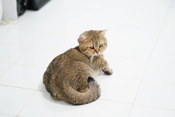 istock Adorable round-faced cat with striking eyes lying on a white tiled floor, showcasing its fluffy fur and curious expression in a cozy indoor setting 2252904360