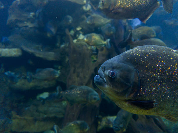istock Underwater view of freshwater fish swimming 2252904498