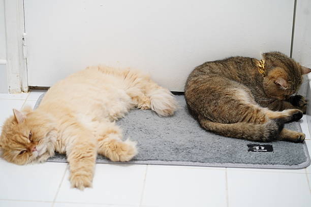 istock Two Cats Relaxing on a Soft Mat in a Cozy Indoor Environment, One Ginger and One Tabby, Peaceful Scene of Feline Companionship and Calmness 2252905057