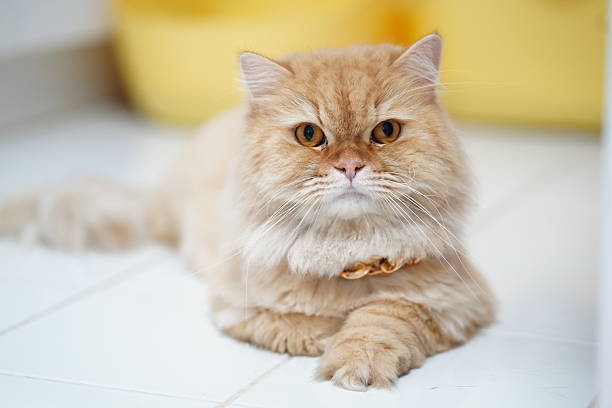 Adorable fluffy ginger cat with captivating amber eyes resting in bright soft indoor space, showcasing calm demeanor and plush fur coat