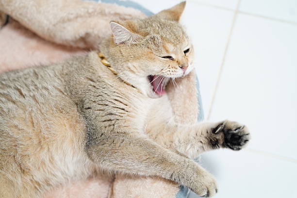 A cute cat caught in a serene moment, yawning while nestled in a cozy bed. The soft fur and tranquil ambiance create a warm and inviting atmosphere.