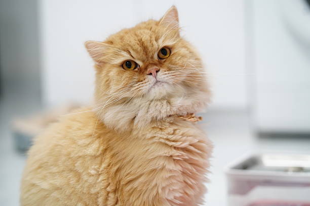 istock Adorable fluffy orange cat with captivating eyes, gazing curiously while relaxing in a bright indoor environment, showcasing its beautiful fur and personality. 2252905326