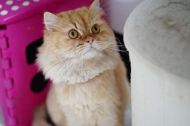 A charming orange fluffy cat gazes with curiosity in a cozy indoor environment. The image captures the beauty and warmth of this lovely feline companion.