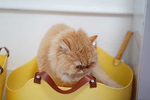 A fluffy ginger cat is comfortably resting in a yellow basket, providing a serene vibe. The scene captures the essence of relaxation and warmth in a cozy home environment.