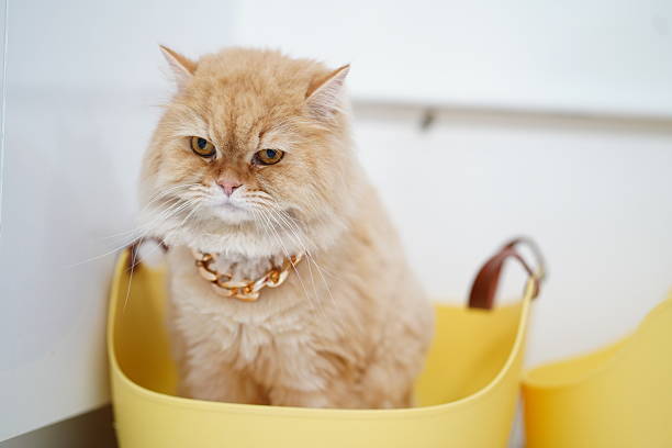 A fluffy ginger cat is comfortably seated in a vibrant yellow basket. With a stylish collar, it exudes a calm demeanor, creating a warm atmosphere for pet lovers.