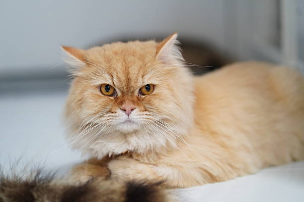 Fluffy ginger cat with striking amber eyes resting peacefully on a light surface, showcasing its luxurious coat and serene demeanor in cozy surroundings
