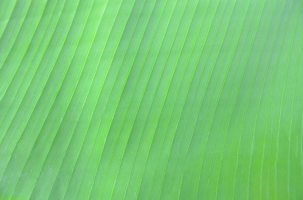 Sustainable Background: Close-up of Fresh Green Leaf Texture Highlighting Organic Patterns
