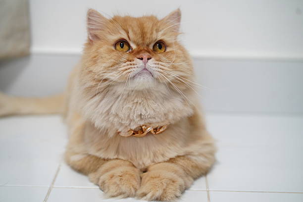 This delightful Persian cat showcases its luxurious fluffy coat and captivating eyes while resting indoors. Ideal for captivating pet lovers and home decor.