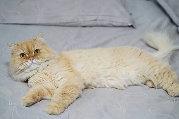 istock Relaxed fluffy cat lounging on a soft bedding, showcasing its adorable face and unique fur texture in a cozy indoor setting 2252905708