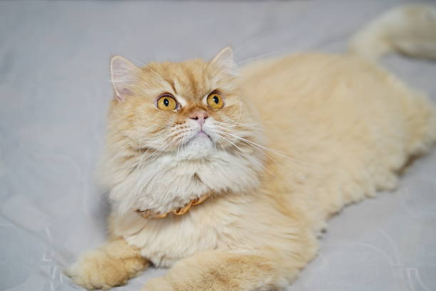 istock Soft and Fluffy Ginger Cat with Bright Yellow Eyes Relaxing on a Cozy Blanket, Capturing the Elegance and Charm of Feline Companions in a Domestic Setting 2252905718